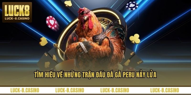 Tìm hiểu về những trận đấu đá gà Peru nảy lửa