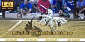 Đá Gà Trực Tiếp C3 – Trải Nghiệm Xem Đá Gà Đỉnh Cao