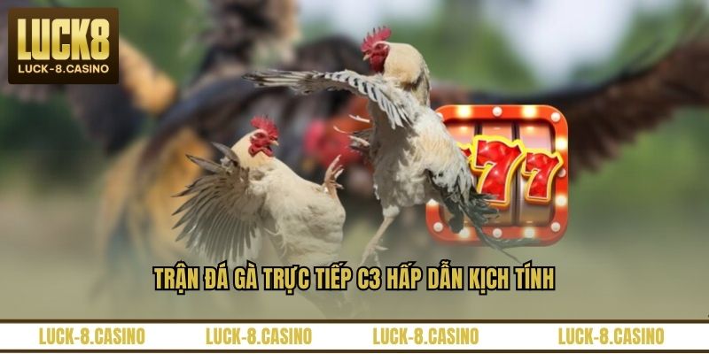 Trận đá gà trực tiếp C3 hấp dẫn kịch tính
