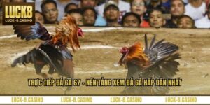 Trực Tiếp Đá Gà 67 – Nền Tảng Xem Đá Gà Hấp Dẫn Nhất