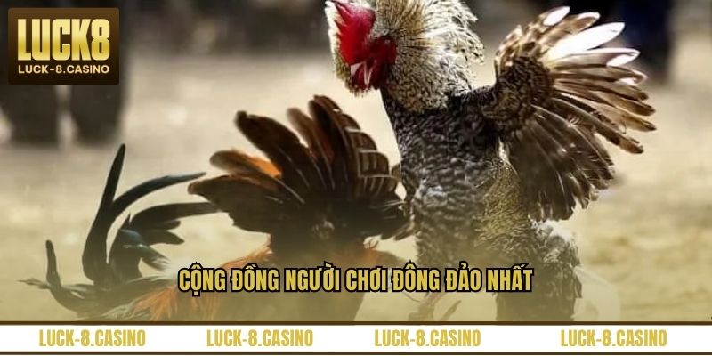 Cộng đồng người chơi đông đảo nhất